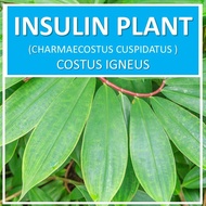 LIVE PLANT : INSULIN PLANT (இன்சுலின் செடி) • CHAMAECOSTUS CUSPIDATUS • SPIRAL GINGER • COSTUS IGNEU