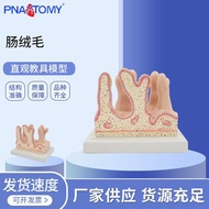 Model Human Organ Large Intestine Enlargement Anatomy Model Human Body PNT-0454 Medical Intestine Pl