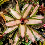 Bromeload - Neo Fus Budget / Gha Garden House