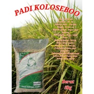 BENIH PADI KOLOSEBO 5KG