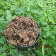 Sphagnum Peatmoss BS4(RAW) 10L