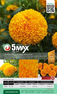 เมล็ดพันธุ์ดาวเรือง Finix F5 MAX(สีทองเข้ม)ต้นสูง