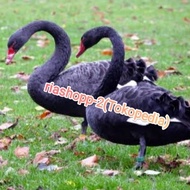 bebek angsa hitam black swan sultan langka limited edition import