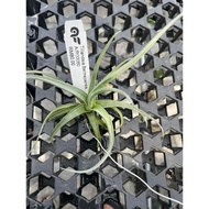 Augustfame - Tillandsia Bermejoensis airplant