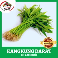 Benih Biji Bibit Kangkung Darat Kangkung Bangkok Kangkung Cabut 200 Butir