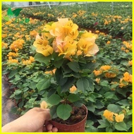 ♞,♘Bougainvillea Indoor Potted Garden Climbing Flower Everblooming Plants Double Seedling Bougainvi