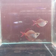 Ikan Hias Ikan Rainbow Crossing Short Body King / Rainbow Crossing Balon / Rainbow Crossing Balloon 