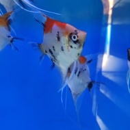 IKAN HIAS MANFISH RED DEVILS SIZE M