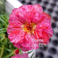 150 biji benih Red Peppermint • Hybrid Moss Rose seeds • Biji benih ros jepun hibrid • Portulaca