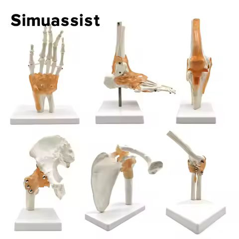 6 pcs/Set Anatomy Models Human Shoulder Elbow Hip Knee Hand Foot Joint Bone Models Human Joint Anato