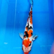 Ikan Koi Sanke Quality import