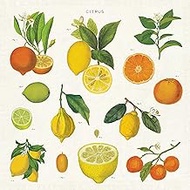 Cavallini Papers &amp; Co. Citrus Cloth Napkin - Set Of 4, Assorted