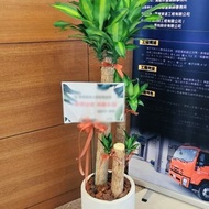 開幕送禮盆栽-巴西鐵樹