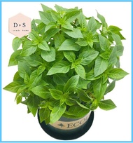 ¤ ✓ ✔ 10pcs Herb Garden Seed,Basil, Rosemary,Lemon Grass, Parsley,Thyme Seeds for Planting (Basil)