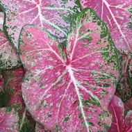 UtopiaSeeds Pink Cloud Caladium Bulb - Fancy Leaf Caladium - 1 Caladium Root
