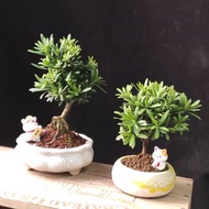 ❇️ 原生小米葉 羅漢松❇️  掌上盆景  連 花盆   plant  Bonsai 植物 新年 盆栽 小樹  年花 禮物 gift  連招財貓【實拍。只此一盆】