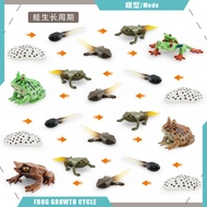 Simulation Frog Red-Eyed Frog Horned Frog Triangle Leaf-Fishing Frog Growth Life Cycle Model Educati