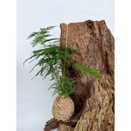 MM[ Art of Plant ]Mini Asparagus Fern 'Setaceus' Kokedama - Ornamental Plant 迷你文竹水苔球