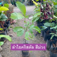 ต้นลำไยคริสตัล ลำไยคริสตัล สีม่วง (Dimocarpus Longan) ไม้ผล หายาก (รับประกัน ส่งใหม่ฟรี หากสินค้าเเส