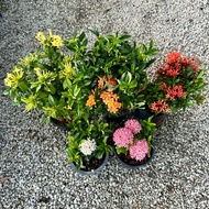 🔥OUTDOOR🔥 POKOK BUNGA JARUM / Ixora Tree / West Indian Jasmine / Variegated /  Ixora Coccinea / Paga