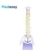 45CM medical vertical spine with pelvis and femur,medical spine model