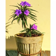[READY STOCK] 🌷🌷Pokok hidup Pokok Bunga Ruellia Bunga Ungu Purple Flower(POLIBEG)