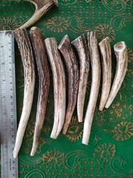 Pipa Tanduk Rusa Super Gurih Panjang