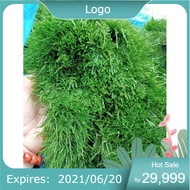 .. Java moss 1 box of 2 blisters || Moss Mounted with Bonsai, aquatic layout, aquarium