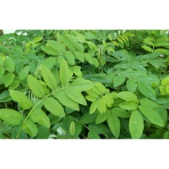 OFFER❗❗ 25pcs Keratan Pokok Indigofera untuk di tanam