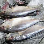 Ikan Terubuk Masin Sarawak Combo 3 ekor Saiz M