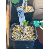 Euphorbia guillauminiana 鬼泣阁 | Madagascar Caudex Plant | Rare Euphorbia Succulent Collector Plant