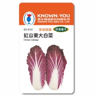 KNOWN-YOU 紅山東大白菜 種子 家庭園藝 特選種子 1個