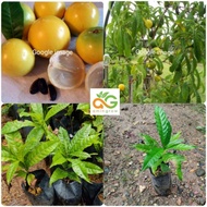 amingrow- 🌱Anak pokok Abeo/abiu (Pouteria caimito)- pokok buah pokok rare🌱