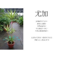 心栽花坊-尤加/象腳王蘭/銀葉/1尺2/含盆高約160-170/室內植物/觀葉植物/售價1600特價1400