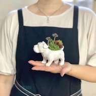 【SPICE】日本 動物造型人造綠色盆栽- 狗