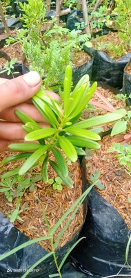 Bibit lohansung mawar bahan bonsai 25cm