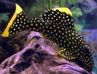 【Sus Aquatic】GOLD NUGGET PLECO【L018】- 黄金异型【6 ~ 7CM】