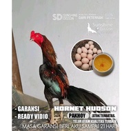 Instan Ayam Bangkok Asli Pakhoy Khoyngon Super Brutal Telur Tetas