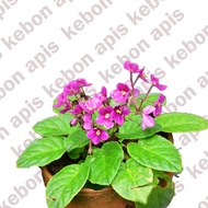 TANAMAN HIAS HIDUP bunga African violet/ violces