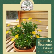 🌳Euryops Plant🌳- [54 Weng Thye] 🏡 WHOLESALE DISCOUNT PRICE for EVERYONE, 💚 Up to 30% Discount.