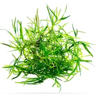Najas guadalupensis ‘Guppy Grass’  for Live Shrimp & Guppy Aquarium Plant