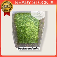 1pc ikan betta guppy suka Small Duckweed Floating Plant ( Aquarium / Paludarium / Vivarium / Pond / 