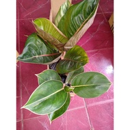 BLACK MOONLIGHT ( Tanaman Hias Aglaonema / Aglonema ) terbatas