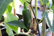 墨西哥辣椒 Jalapeno---種子