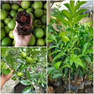 Tanaman Buah Black Sapote /Kesemek Hitam /Buah Puding Hitam/Sapote