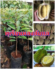 ทุเรียนหลงลับแล เนื้อละเอียด หวานมัน เมล็ดลีบเนื้อเยอะ ต้นพันธุ์เสียบยอดสูง 50-70 ซม.แข็งแรงพร้อมปลูก พันธุ์แท้100%