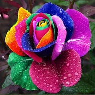 บอนสี 100 เมล็ด เมล็ดบอนสี Colorful Rainbow Rose Flower Seeds บอนสีหายาก Rose กุหลาบหลากสี ต้นไม้ประดับ ดอกไม้ปลอมสวยๆ ต้นไม้มงคล ต้นไม้ฟอกอากาศ เมล็ดดอกไม้ plants