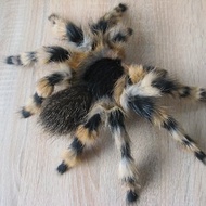 Realistic Tarantula Spider Wall Decor Home Decoration Insect Toy Plush Doll