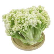 [Easy Growth Cold-Resistant White Cauliflower Seeds] Cauliflower Cauliflower Seeds High-Produced Dae