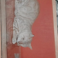 lepas Adop kucing bengal snow jantan